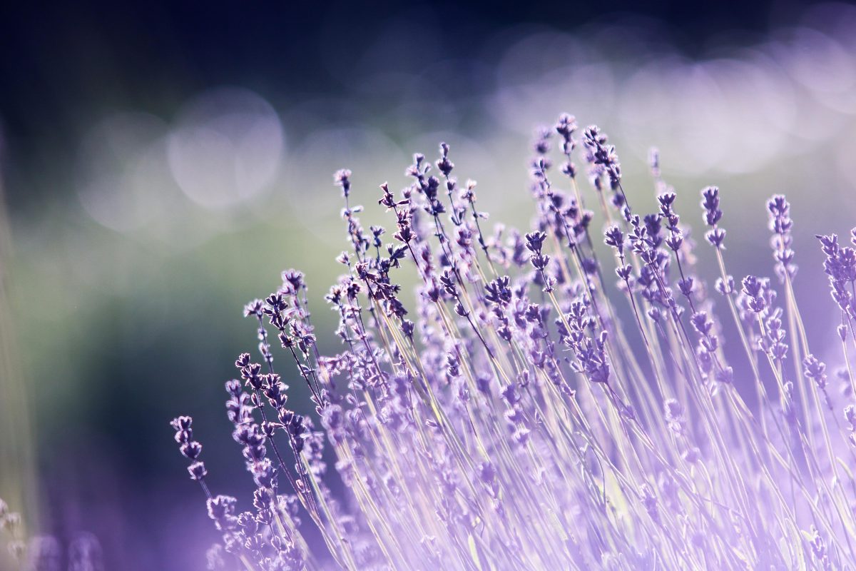 Theebloemen