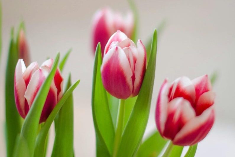 Valentijnscadeau thee